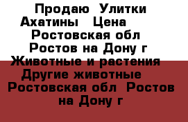 Продаю. Улитки Ахатины › Цена ­ 50 - Ростовская обл., Ростов-на-Дону г. Животные и растения » Другие животные   . Ростовская обл.,Ростов-на-Дону г.